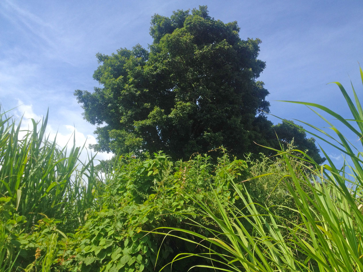 Image taken at a farm in Gitogothi Limuru