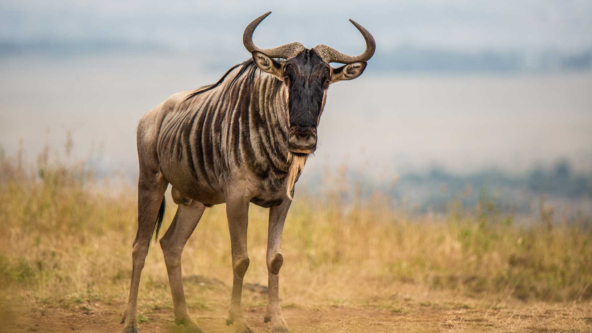 A lone wildebeest at the Nairobi National park