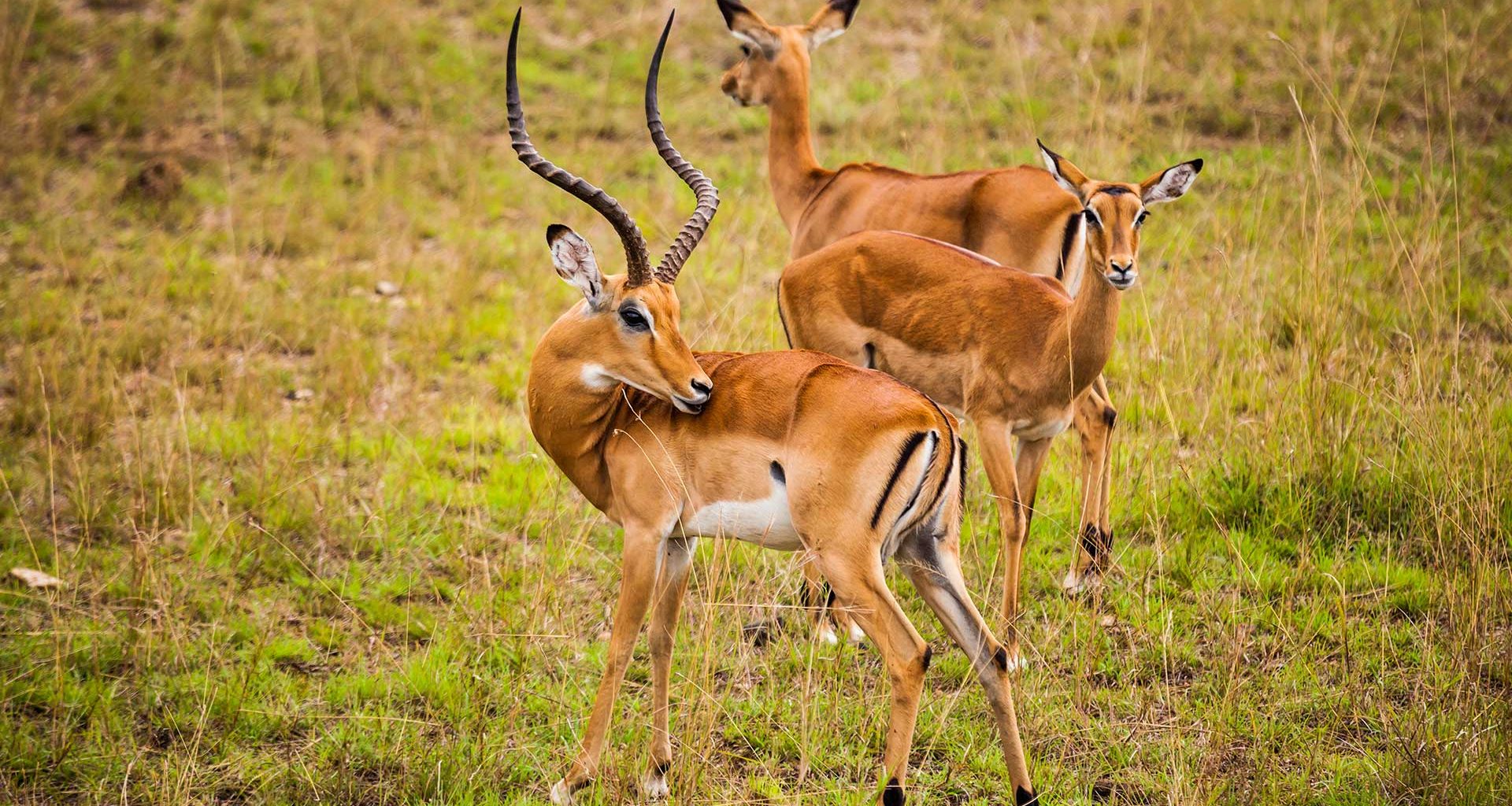 Thomson's gazelle in the Nairobi National Park | Image: antonpetrus