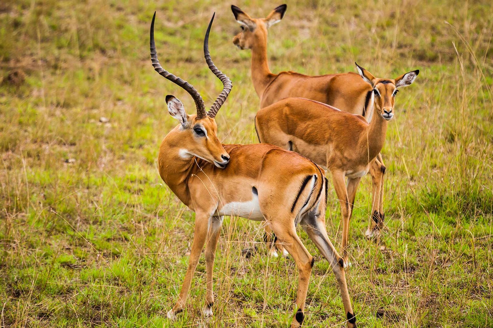 Thomson's gazelle in the Nairobi National Park | Image: antonpetrus