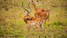 Thomson's gazelle in the Nairobi National Park | Image: antonpetrus