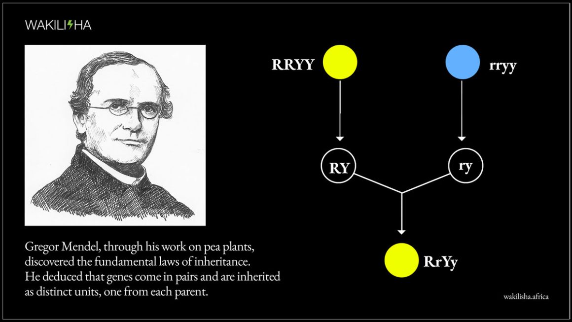 Gregor Mendel, through his work on pea plants, discovered the fundamental laws of inheritance. | Image: WAKILISHA